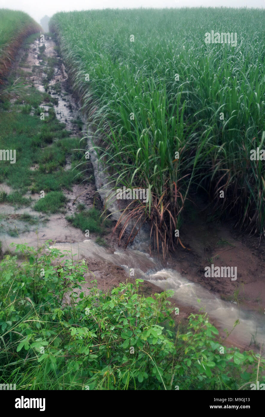 Le ruissellement des champs de canne à sucre durant la saison humide, près de Cairns, Queensland, Australie. Pas de PR Banque D'Images