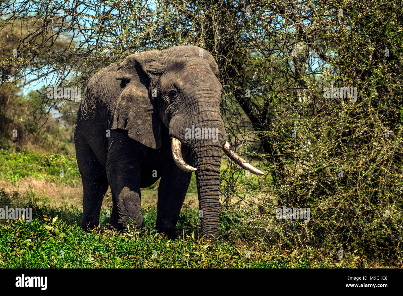 La faune africaine dans le Parc National de Serengeti, Tanzanie. Banque D'Images