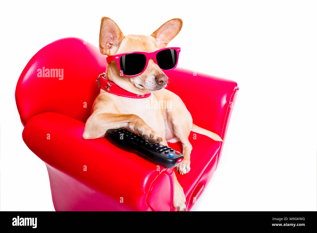 Chihuahua chien regardant la TV ou un film assis sur un canapé rouge ou la table avec télécommande pour changer les voies Banque D'Images