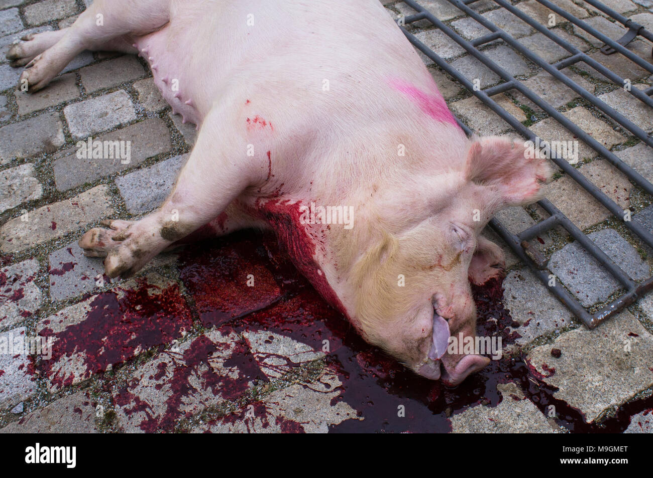 Hog-tuer le temps,cochon mort Banque D'Images