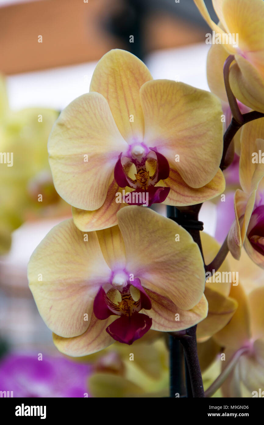 Orchidées tropicales, fleurs de printemps bouquet exotique, phalaenopsiis Banque D'Images