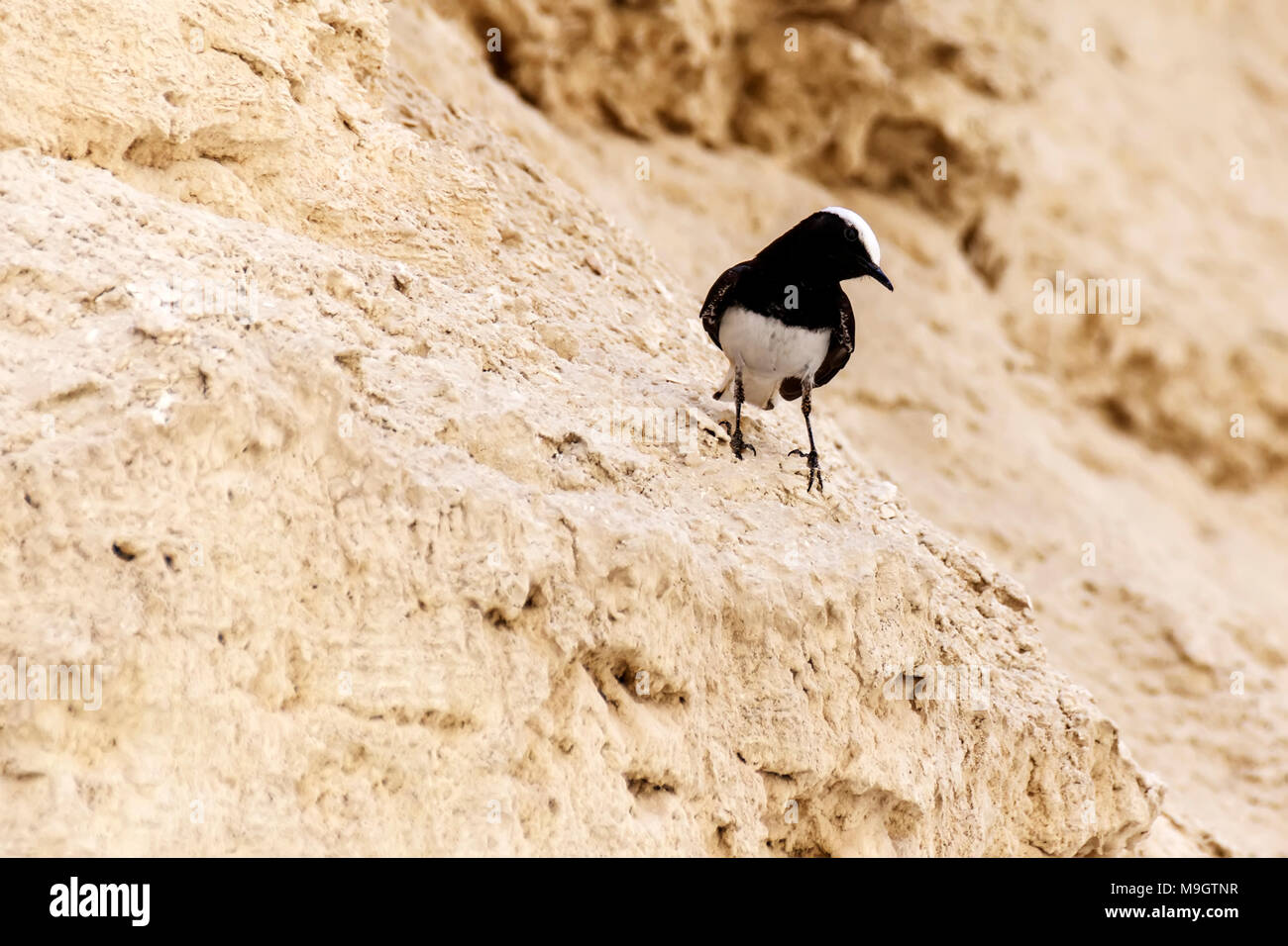 Traquet à capuchon - Tomas Ruginis oiseau noir et blanc Banque D'Images