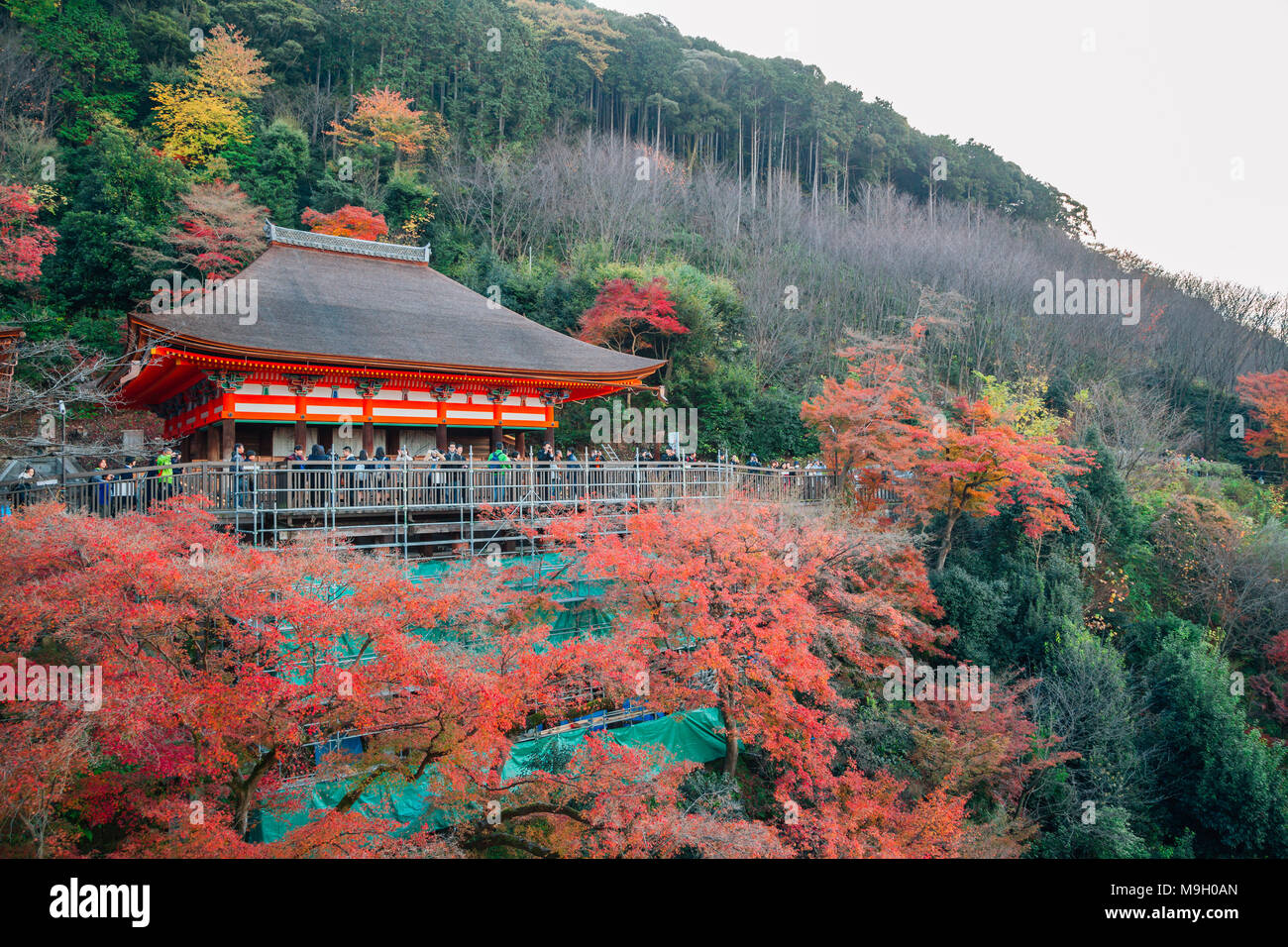 Kyoto, Japon - 3 décembre 2016 : le temple Kiyomizu-dera avec automne érable Banque D'Images