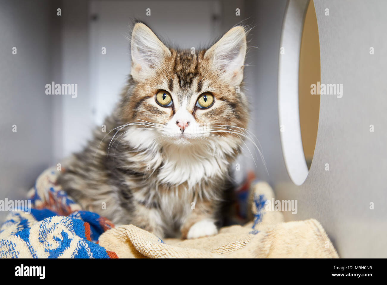 Sweet Chat Tigre Poil Long Race De Chats Accueil Vie De Animaux Domestiques Photo Stock Alamy Sweet Chat Tigre Poil Long Race De Chats Accueil Vie De Animaux Domestiques Photo Stock Alamy