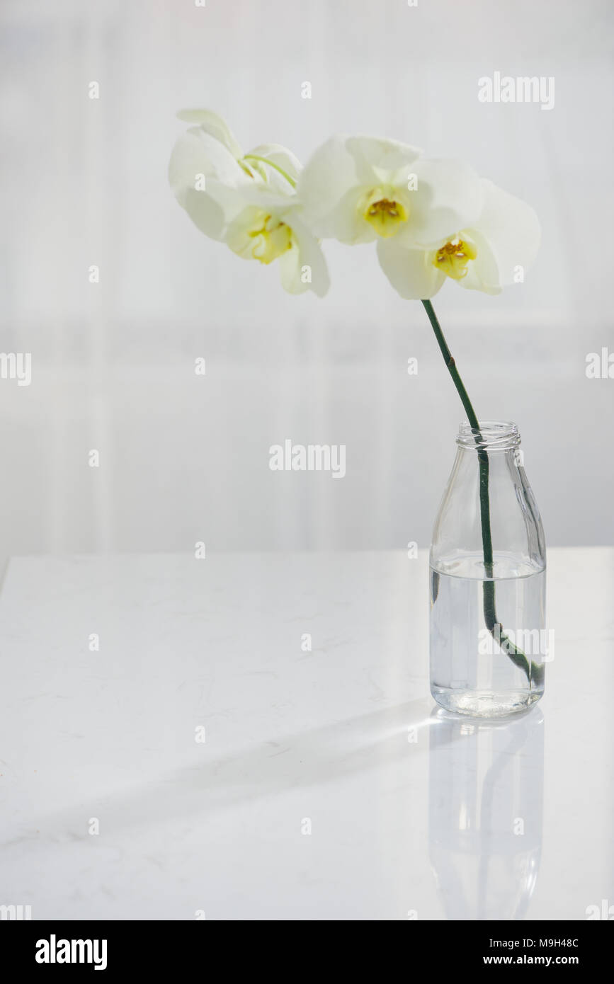 Branche d'orchidée blanche dans un vase sur la table. Banque D'Images