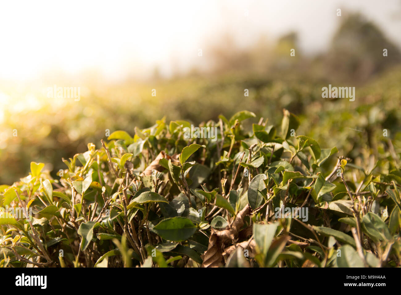Champ de thé vert avec ciel bleu et soleil du matin effet de lumière. Paysage au printemps et à l'arrière-plan. Banque D'Images