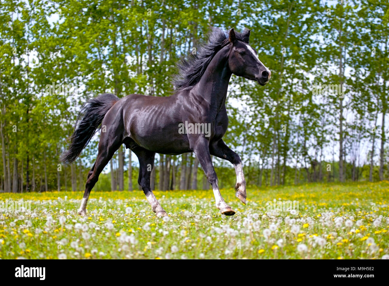 Étalon arabe noir ludique sur galopante prairie de fleurs jaunes Banque D'Images