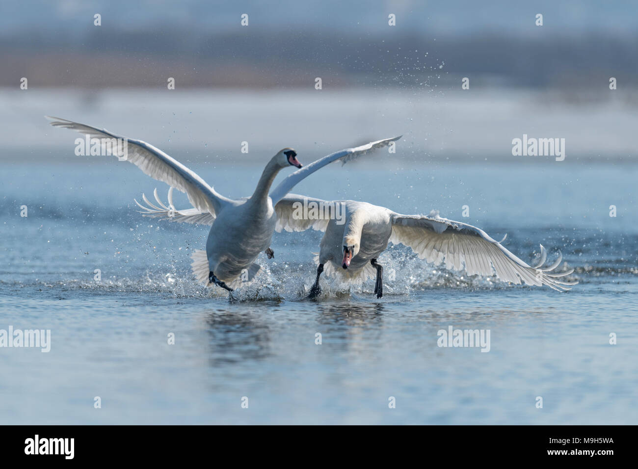 Deux hommes, cygnes Cygnus olor, au cours d'une bataille pour la suprématie dans la saison d'accouplement sur la rivière Banque D'Images