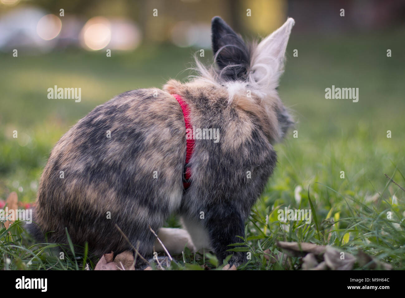 Mignon lapin nain sur la nature, de l'arrière Banque D'Images