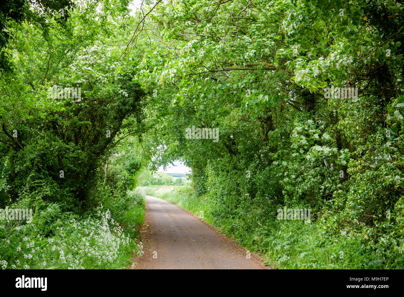 Arbres et arbustes le long des routes de campagne, en formant un tunnel dans le sud de l'Angleterre Banque D'Images