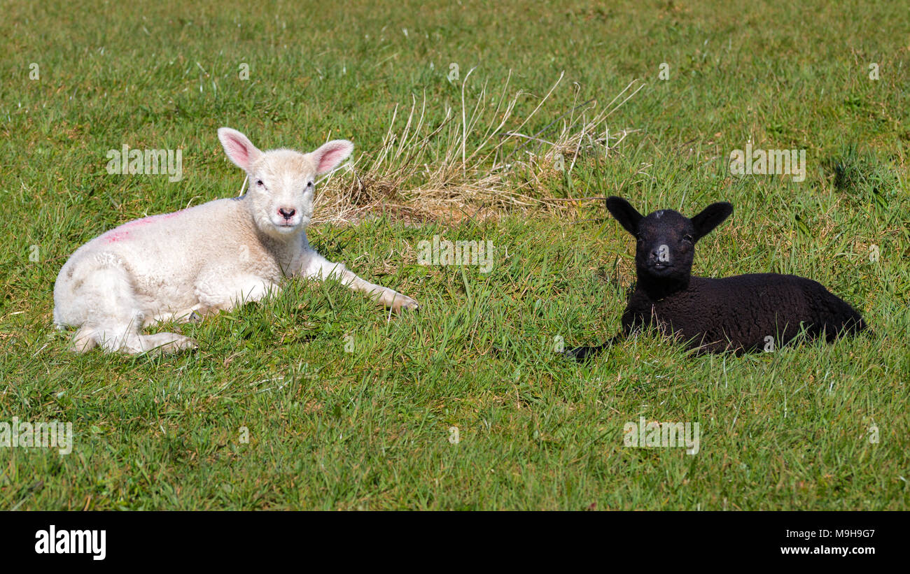 Agneaux bébé noir et blanc, comté de Kerry Irlande Banque D'Images