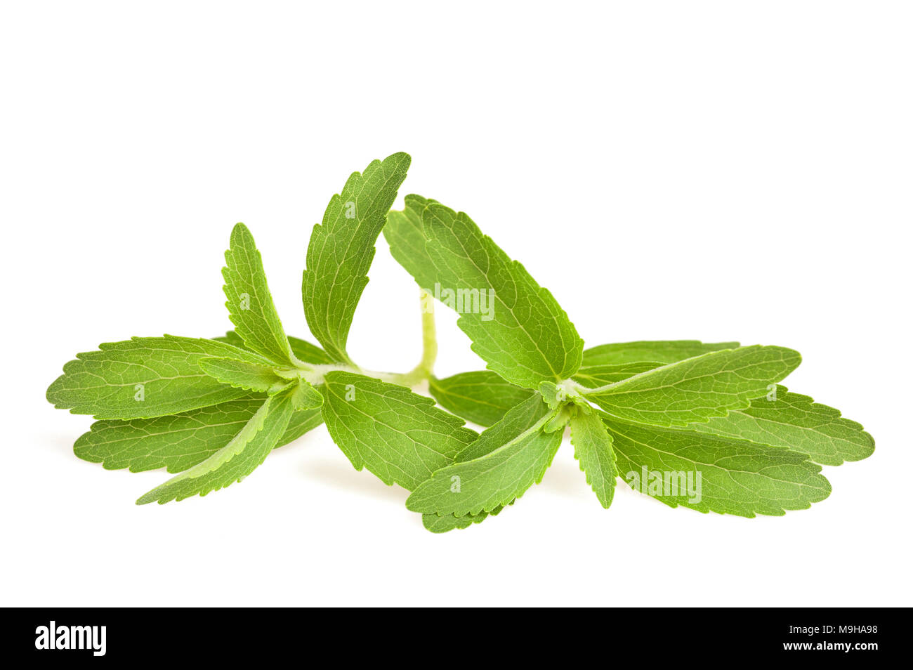 Le Stevia rebaudiana isolé sur fond blanc Banque D'Images