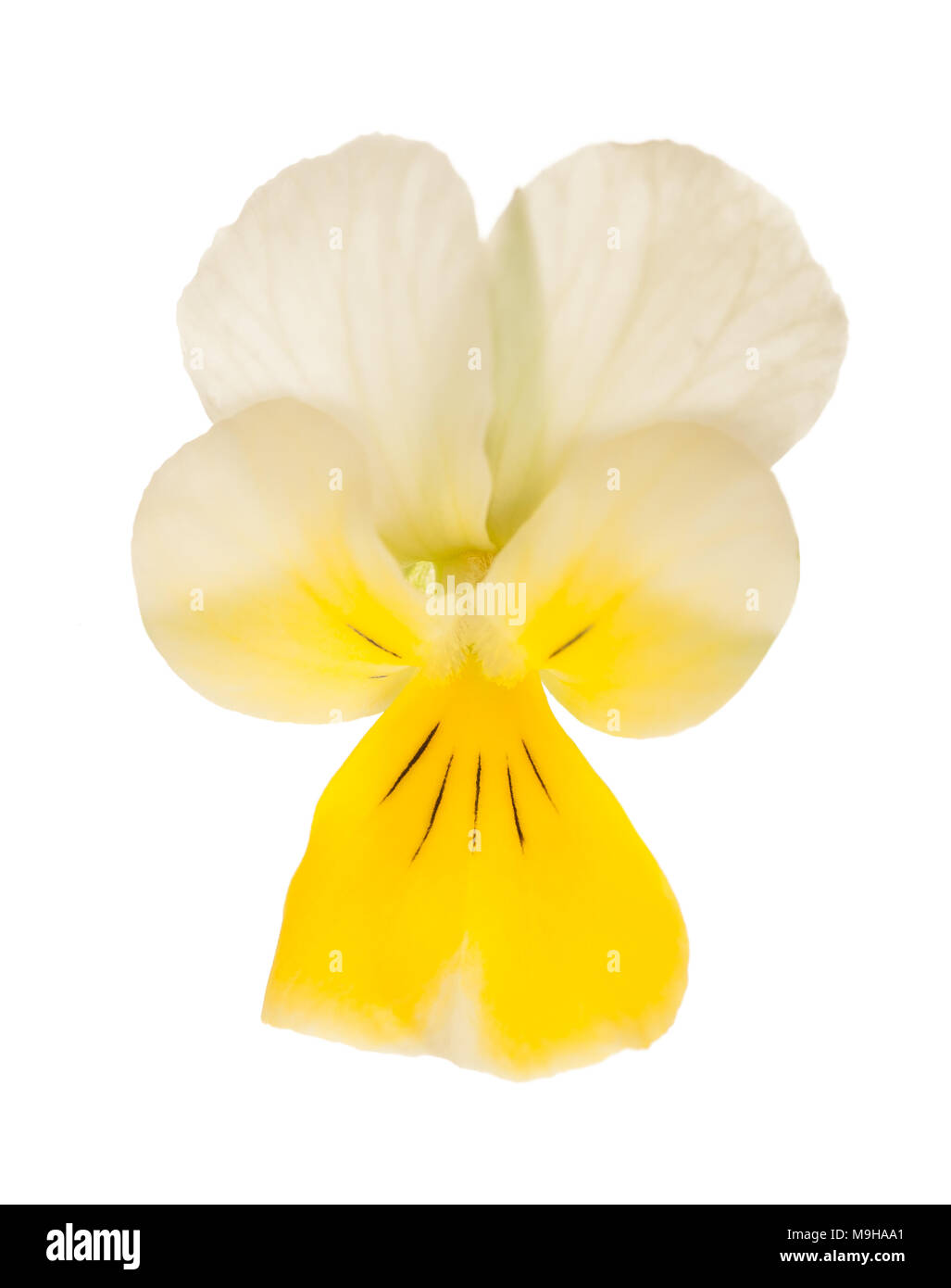 Pensée sauvage jaune flower isolated on white Banque D'Images