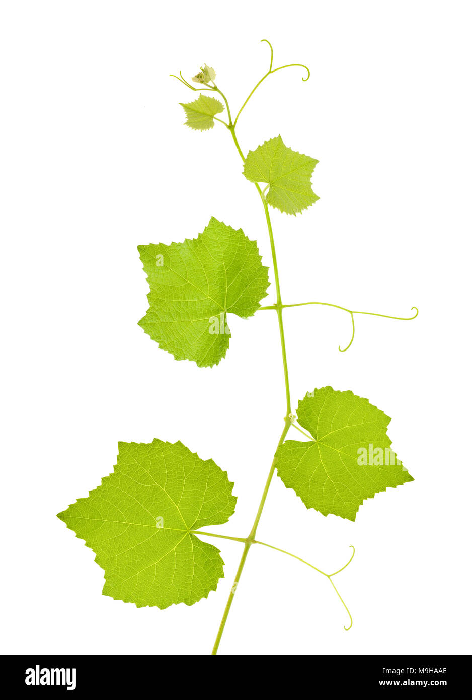 Pampre frais isolé sur fond blanc Banque D'Images