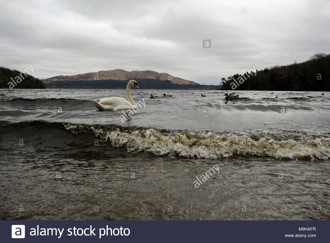 Un cygne blanc nage près de Lough Gill le bien-aimé de Yeats Hazelwood que les vents de la mer et un autre sort de mauvais temps d'hiver retourne Banque D'Images