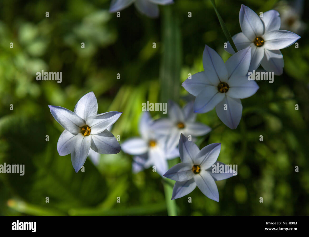 Ipheion Starflowers à l'ombre Banque D'Images