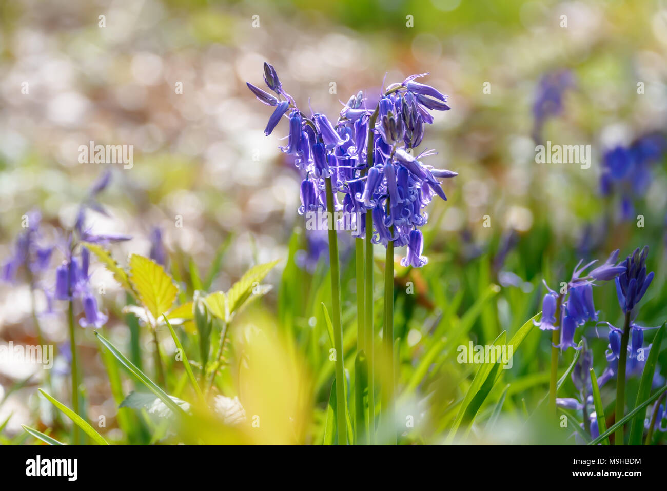 Close up of a group of common bluebells, Hyacinthoides non-scripta, bleu fleurs dans une forêt de hêtres au printemps, Doveren, Rhénanie du Nord-Westphalie Allemagne Banque D'Images