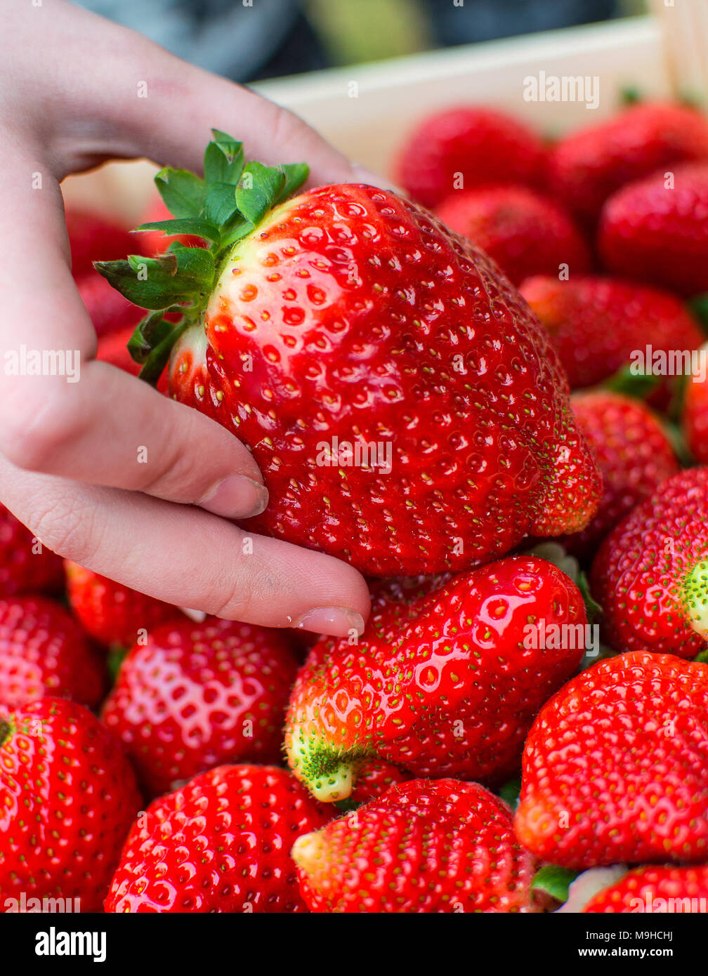 Fraises biologiques grande dans les mains. Banque D'Images