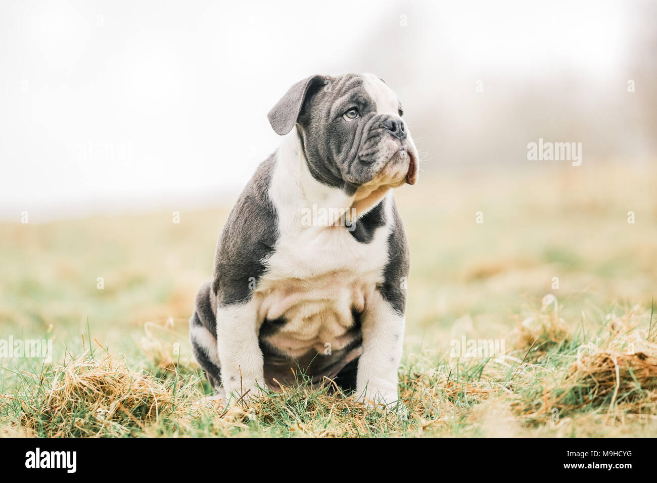 Anglais bleu / British Bulldog puppy en promenade dans la campagne, UK Banque D'Images