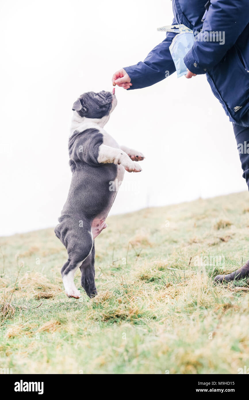 Anglais bleu / British Bulldog puppy en promenade dans la campagne, UK Banque D'Images