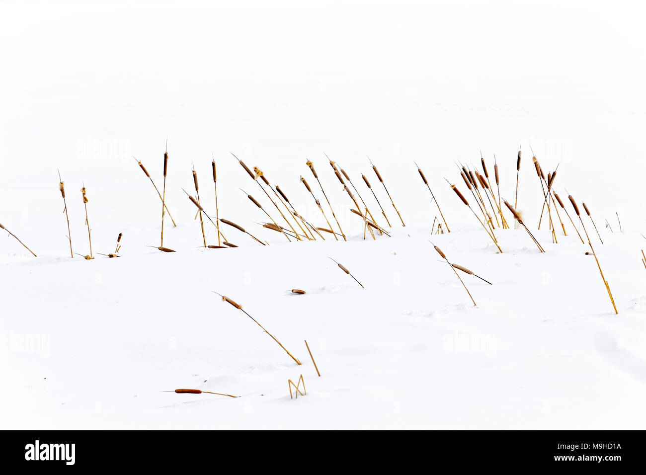 43 160,09749 close-up d'un hiver froid couvert de neige congelée pré ou marais à quenouilles brun debout dans la neige blanche neige Banque D'Images