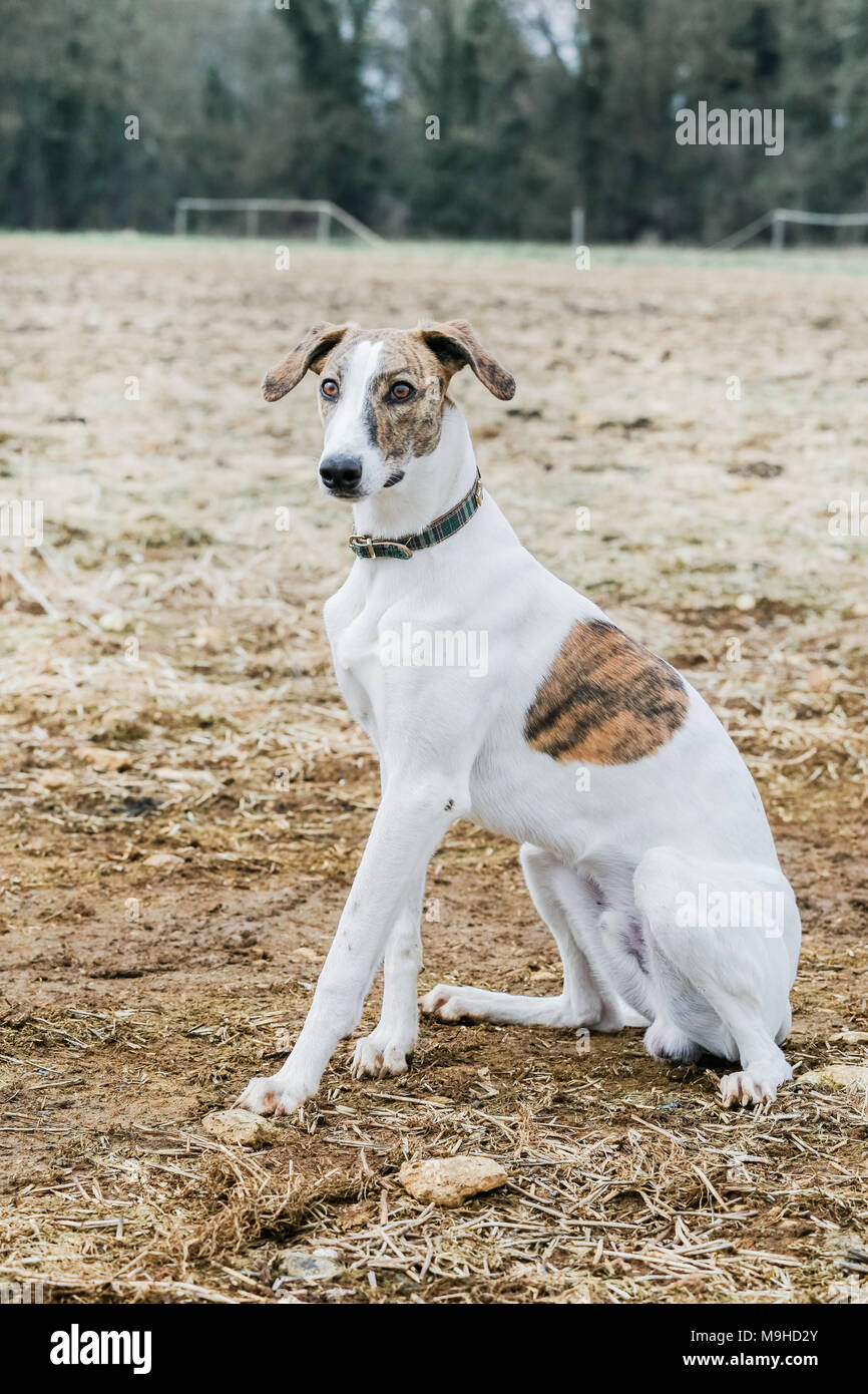 Lurcher chien dehors en promenade dans la campagne, UK Banque D'Images