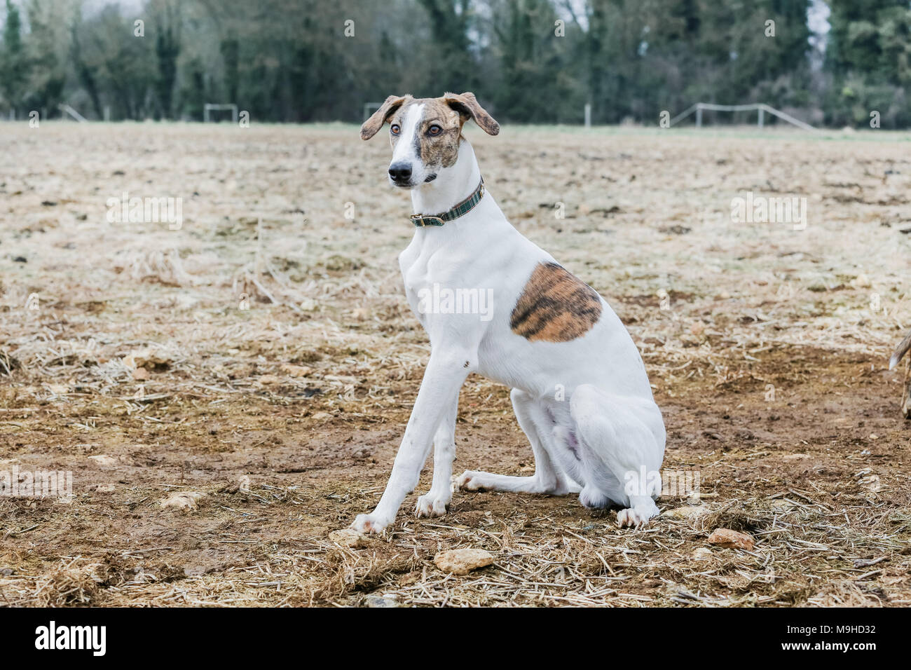 Lurcher chien dehors en promenade dans la campagne, UK Banque D'Images