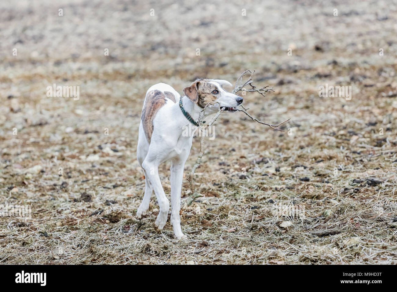 Lurcher chien dehors en promenade dans la campagne, UK Banque D'Images