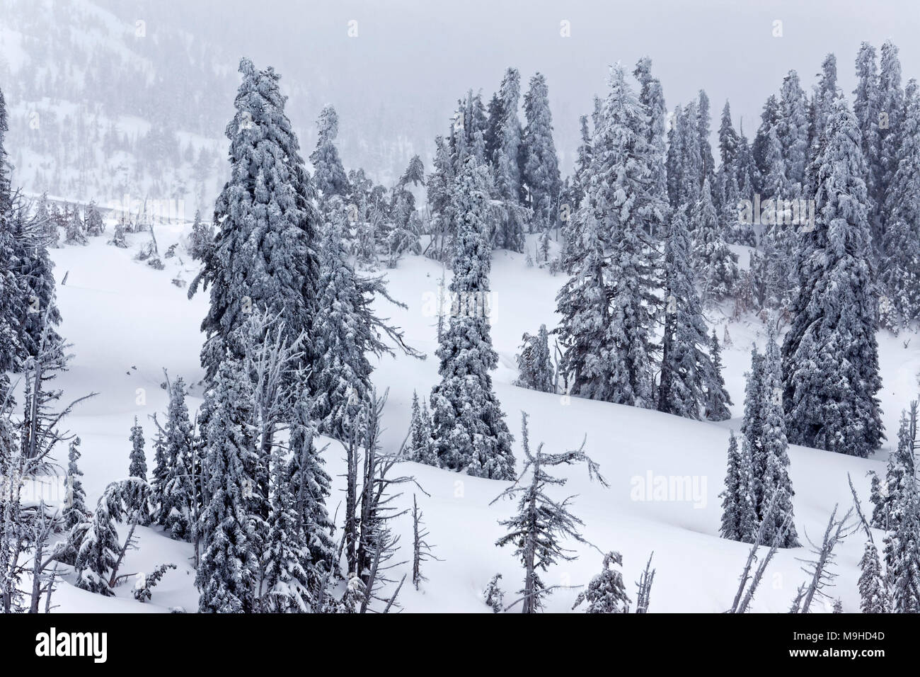 Paysage d'hiver 43 160,09812 forêt de conifères pins close-up rolling enneigés Mt Hills, dans une tempête de neige, Banque D'Images