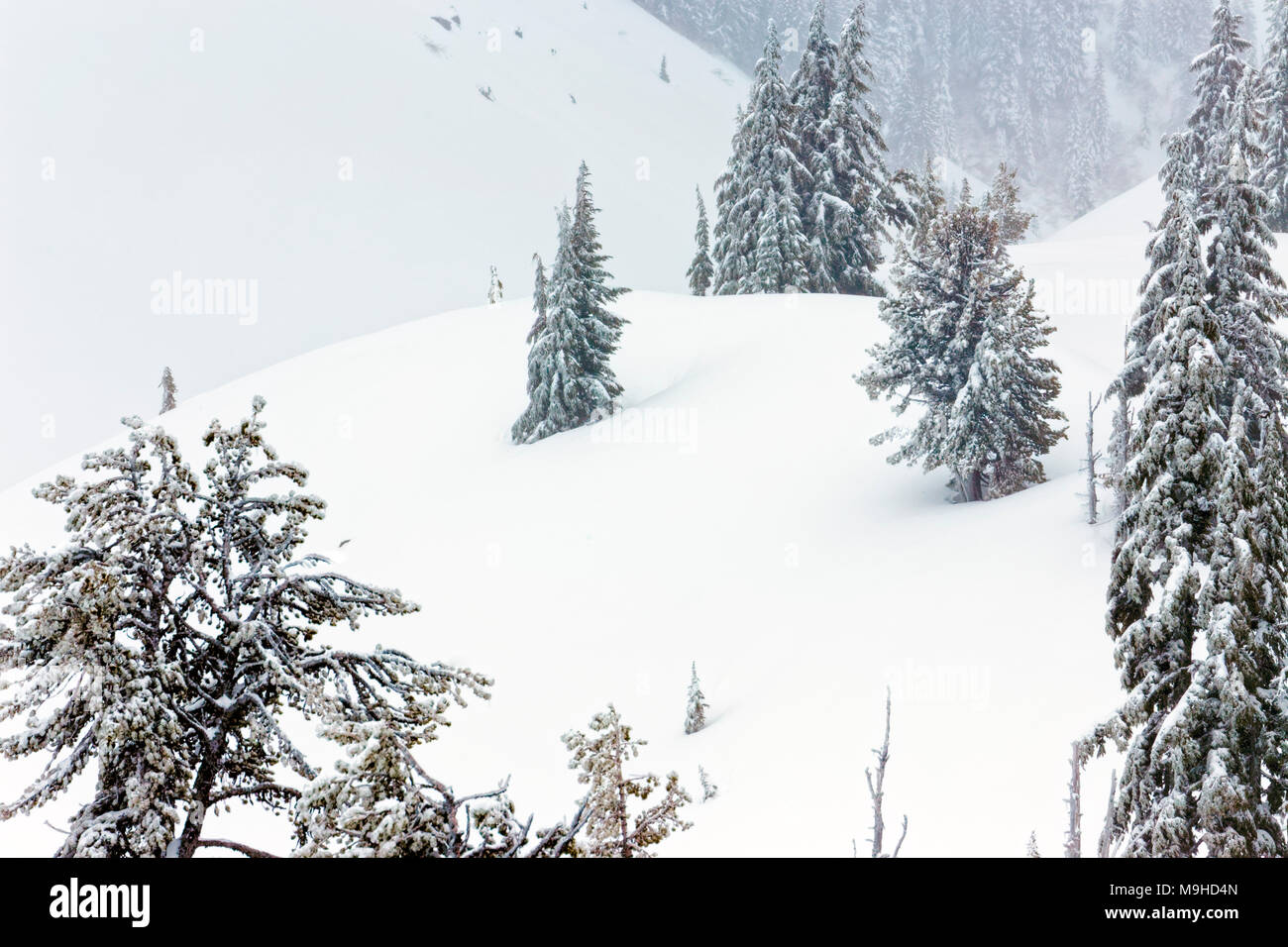 Paysage d'hiver 43 160,09818 forêt de conifères pins close-up rolling enneigés Mt Hills, dans une tempête de neige, Banque D'Images