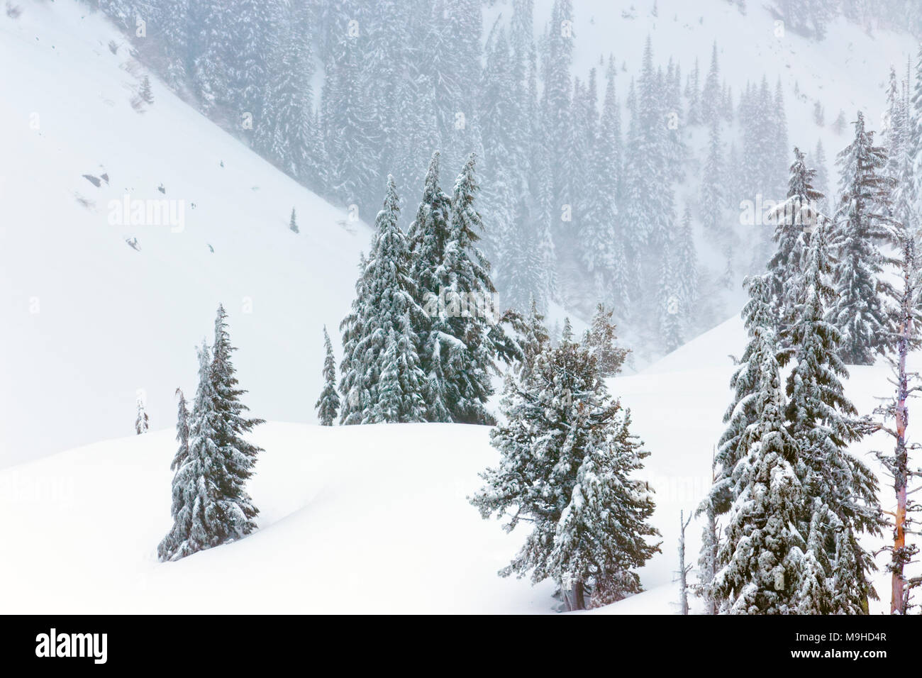 Paysage d'hiver 43 160,09819 forêt de conifères pins close-up rolling enneigés Mt Hills, dans une tempête de neige, Banque D'Images