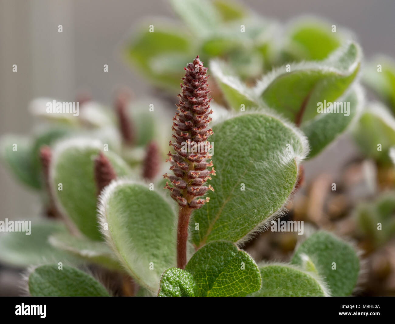 Close up d'un châton mâle nain de saule Salix recticulata Banque D'Images