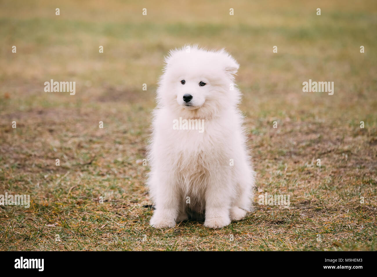 Chiot Samoyède blanc en Plein Air Parc. Banque D'Images