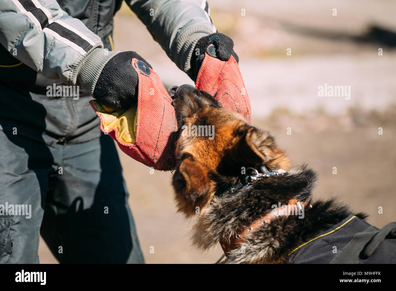 Formation de chien de berger allemand. Morsures de chien loup d'Alsace. Close Up Banque D'Images