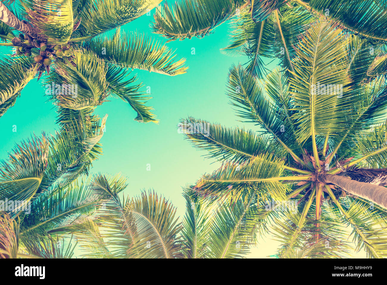 Ciel bleu et de palmiers Vue de dessous, style vintage, fond d'été Banque D'Images