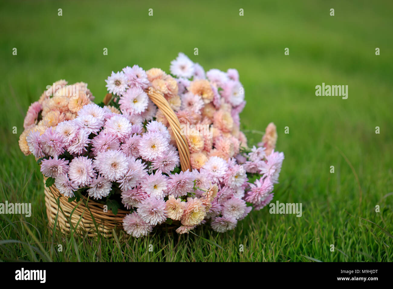 Panier de Fleurs d'automne sur un pré vert Banque D'Images