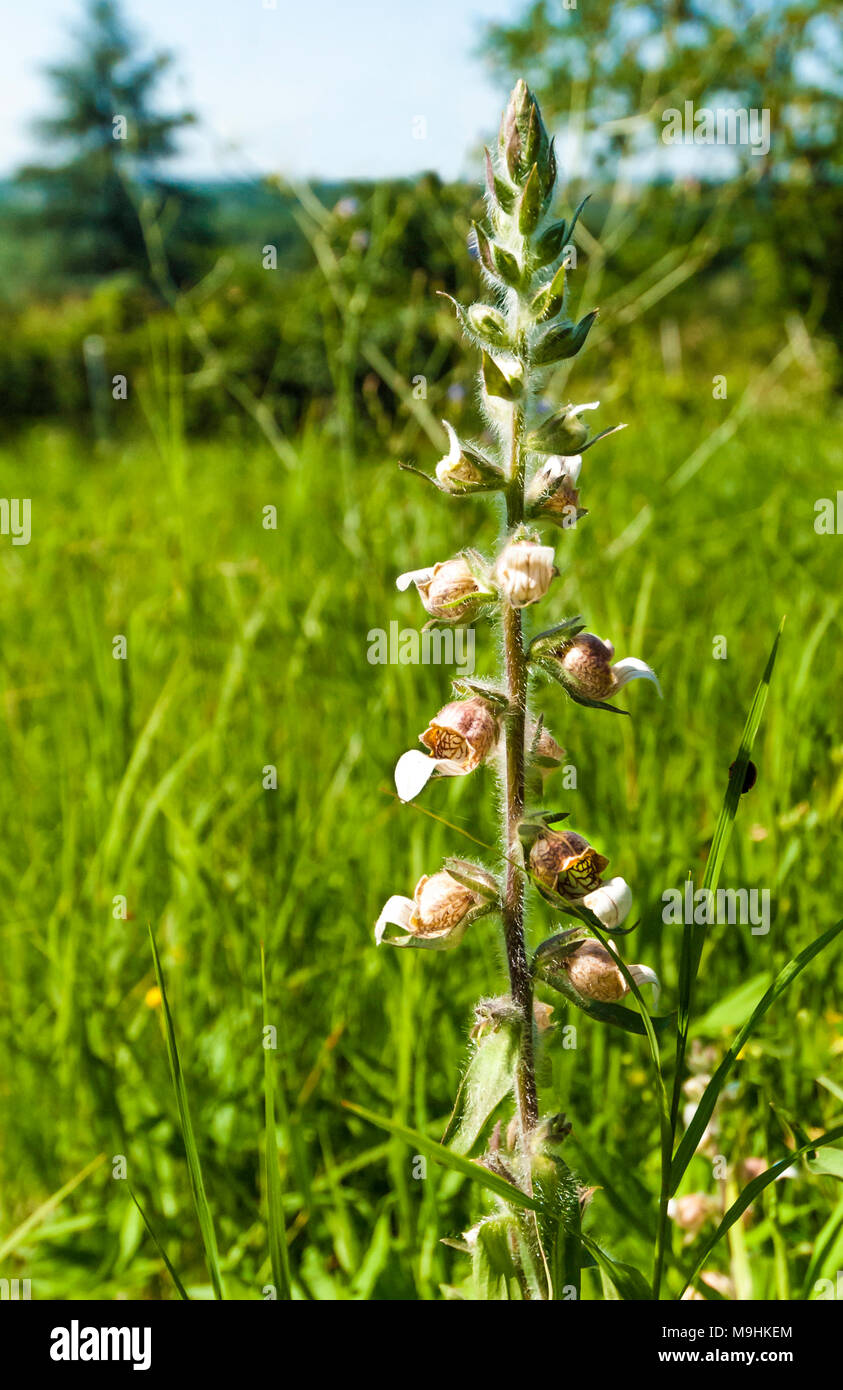 Champ de mauvaises herbes ou de plantes sauvages sur une journée ensoleillée avec des cloches comme des fleurs dans l'herbe profonde, vertical, profondeur de champ, la flore. Banque D'Images