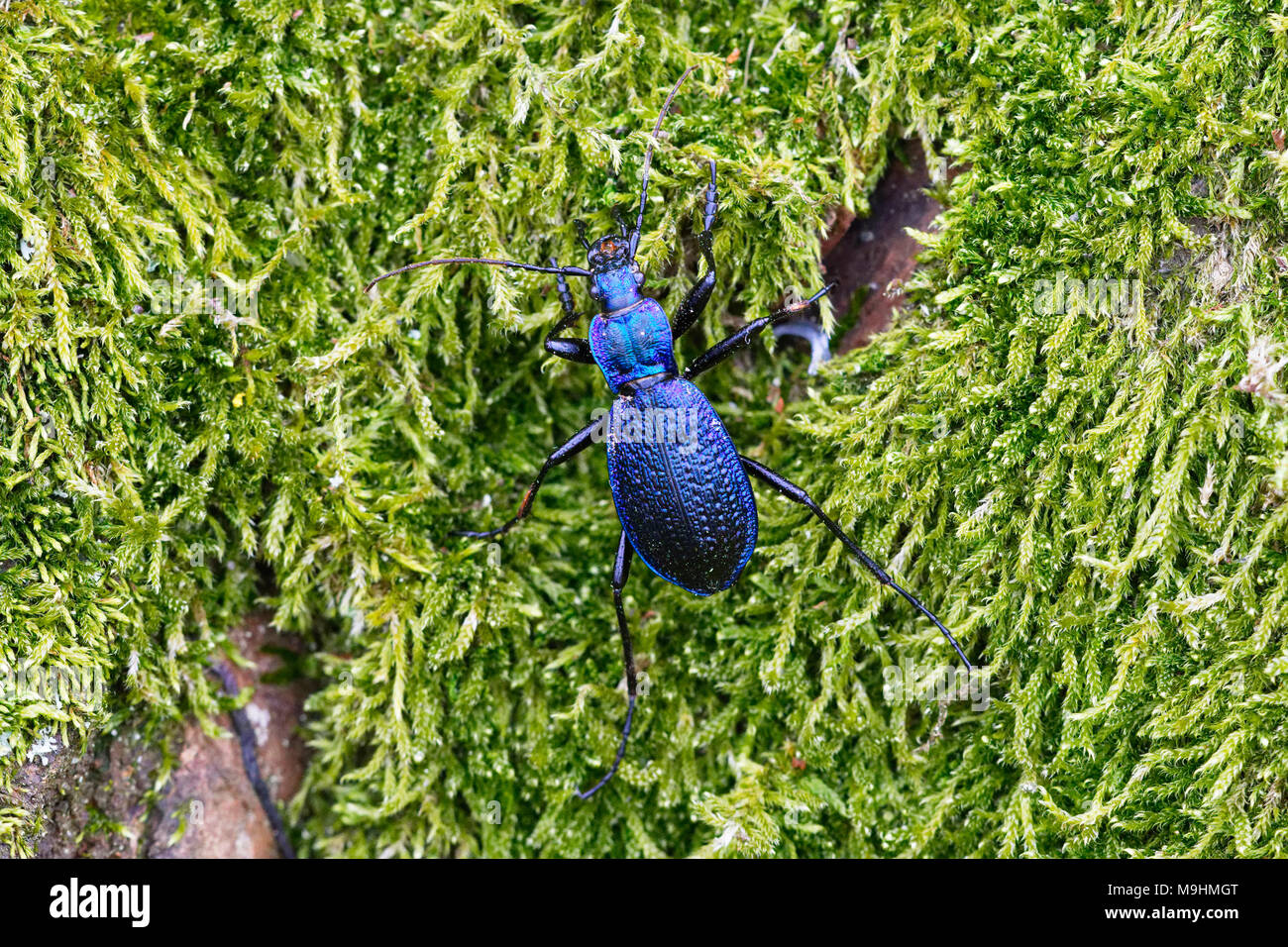 Blue zabre (Carabus intricatus) sur une mousse verte Banque D'Images