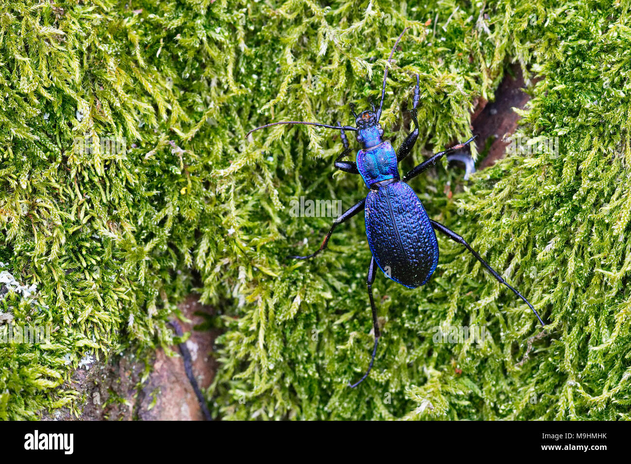 Blue zabre (Carabus intricatus) sur une mousse verte Banque D'Images