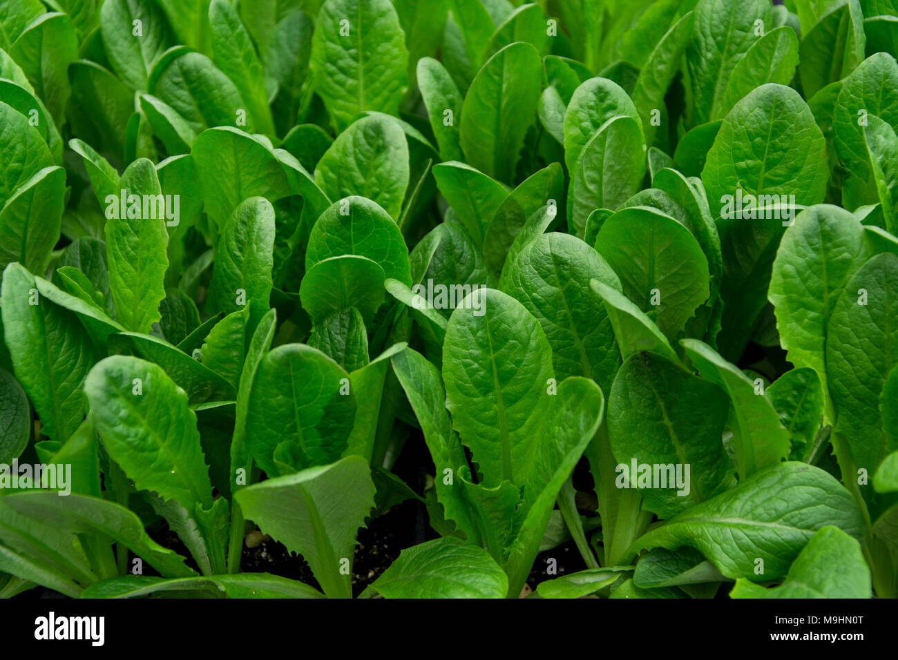 Salade de chicorée verte, le jardinage biologique, semis cicoria Banque D'Images
