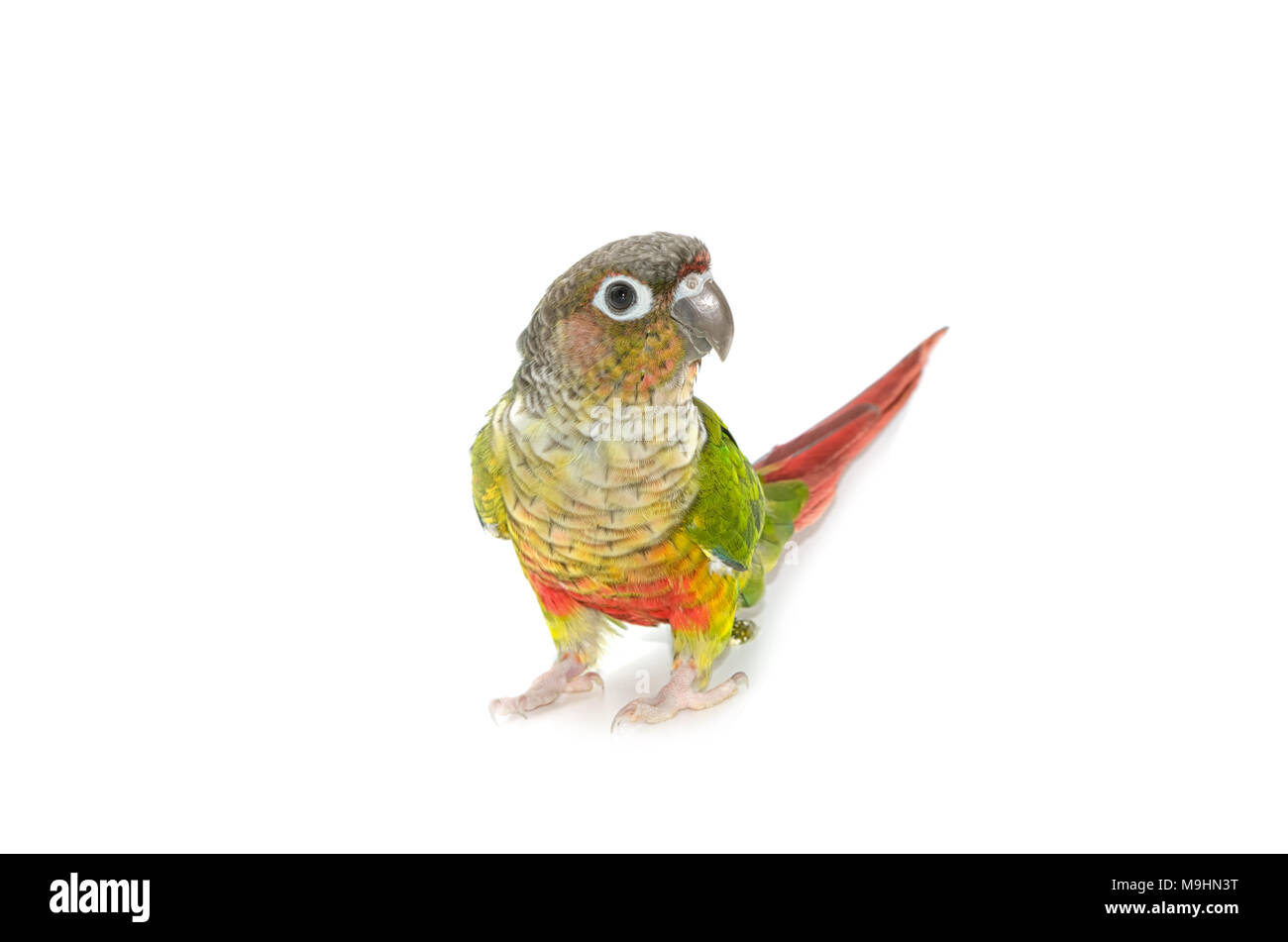 Conure à joues vertes sur fond blanc d'oiseaux Banque D'Images