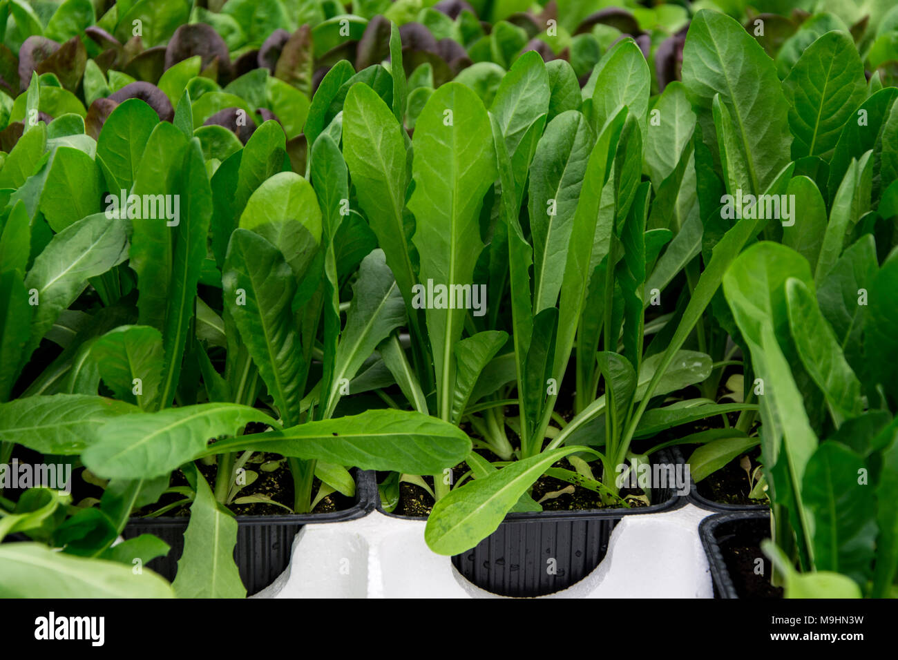 Salade de chicorée verte, le jardinage biologique, semis cicoria Banque D'Images