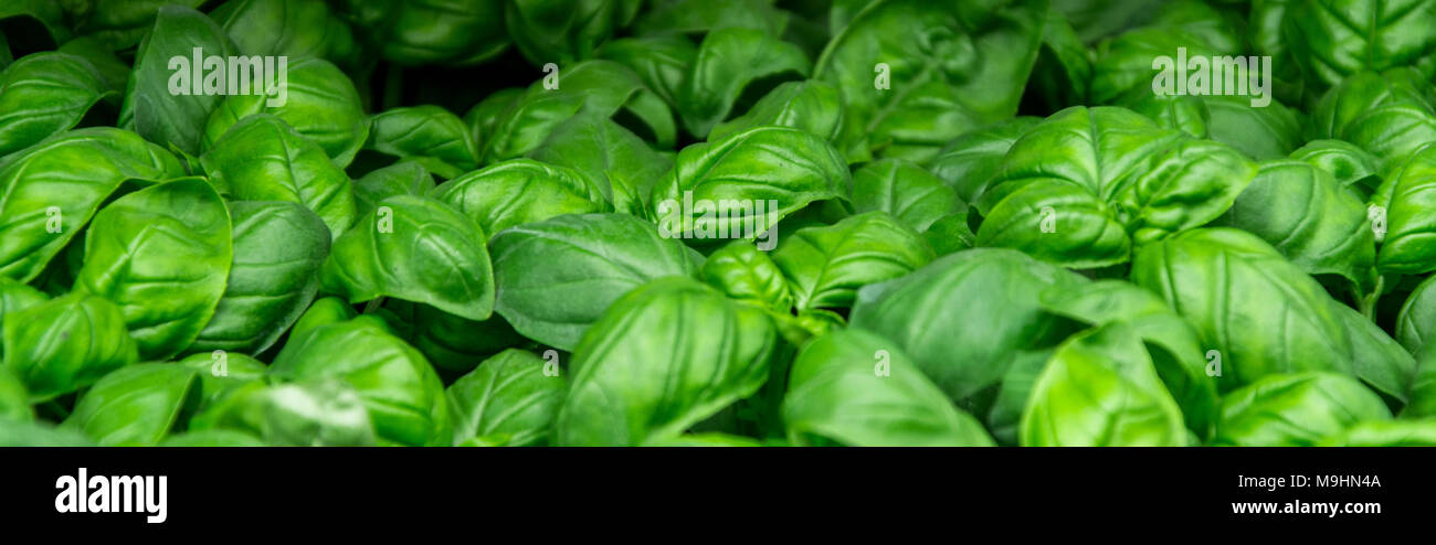 Semis semis vert Basilic, herbe aromatique, le jardinage Banque D'Images