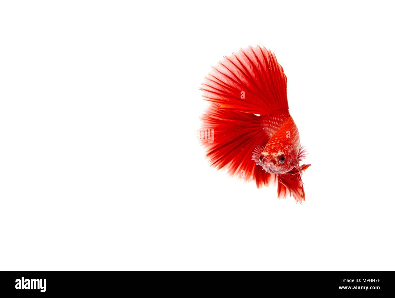 Betta poisson, poissons de combat siamois demie-lune isolé Banque D'Images Betta poisson, poissons de combat siamois demie-lune isolé Banque D'Images
