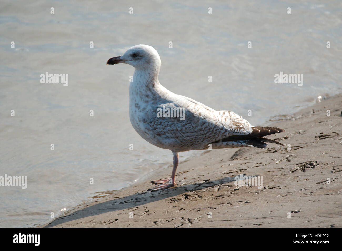 Une jeune mouette sur le rivage à côté d'un estuaire de rivière. Banque D'Images