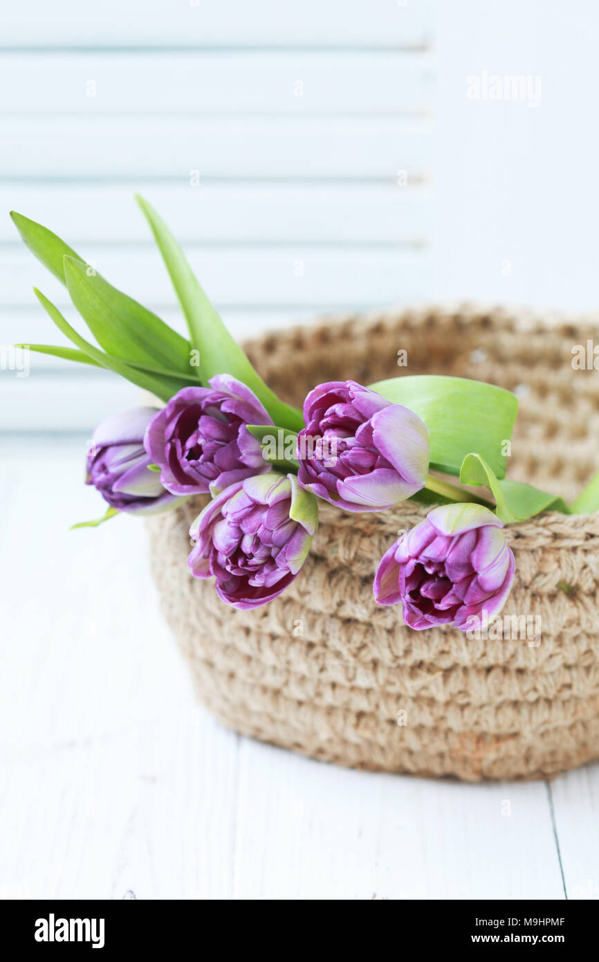 Panier en jute avec des tulipes violet sur fond blanc. Selective focus Banque D'Images
