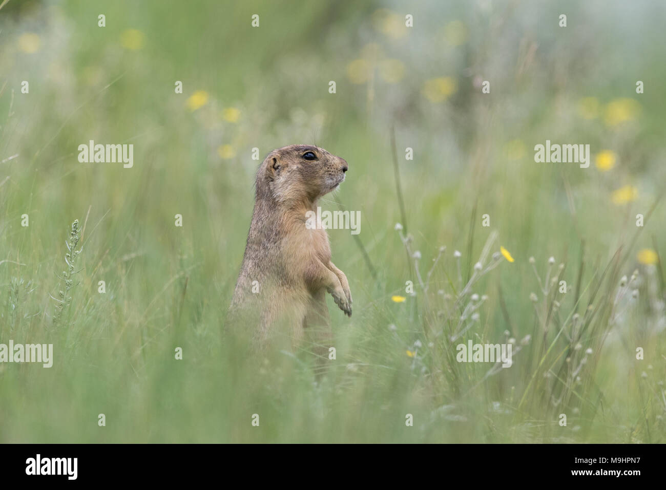 Chien de prairie de Gunnison dans l'habitat. Banque D'Images