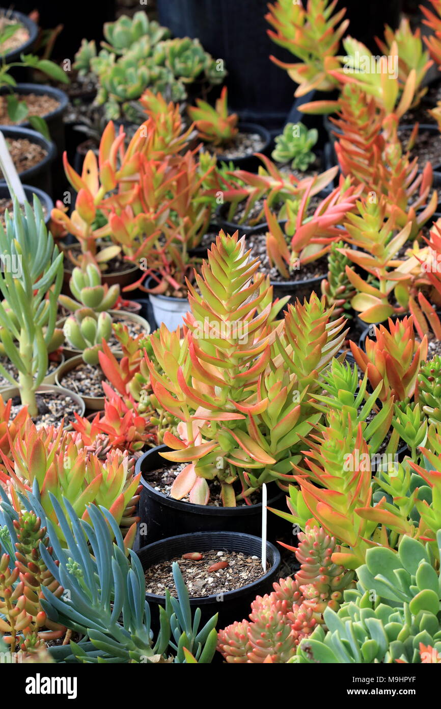 Variété mixte de la Plantation des boutures de succulentes dans un pot Banque D'Images