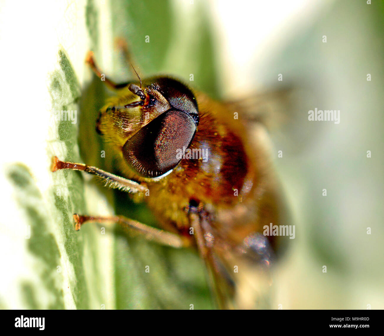 Eristalis Fly Banque D'Images