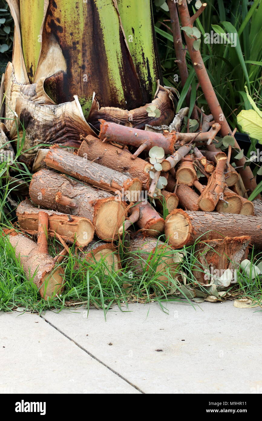 Les jeunes fraîchement coupé Eucalyptus Eucalyptus gunnii ou connu sous le nom de gomme de cidre Eucalyptus logs Banque D'Images